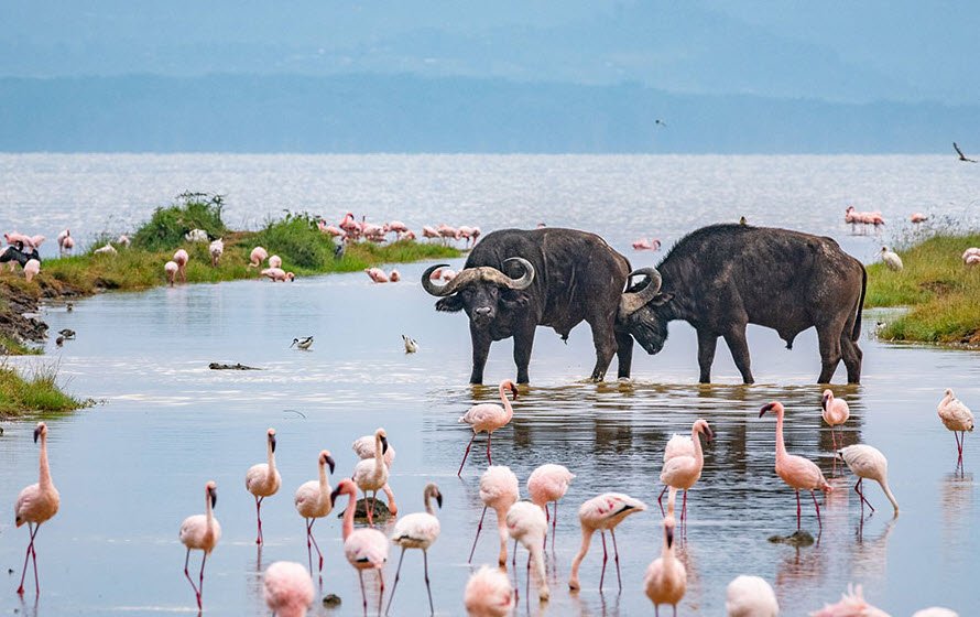 Lake Naivasha, Nakuru County, Kenya